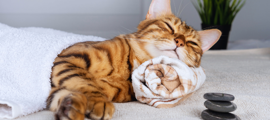 Pet Care Tips for Happy, Healthy Pets