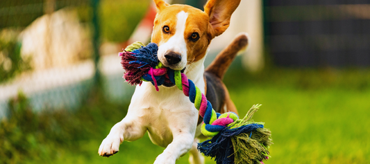 Keeping Your Pet Happy with the Right Toys